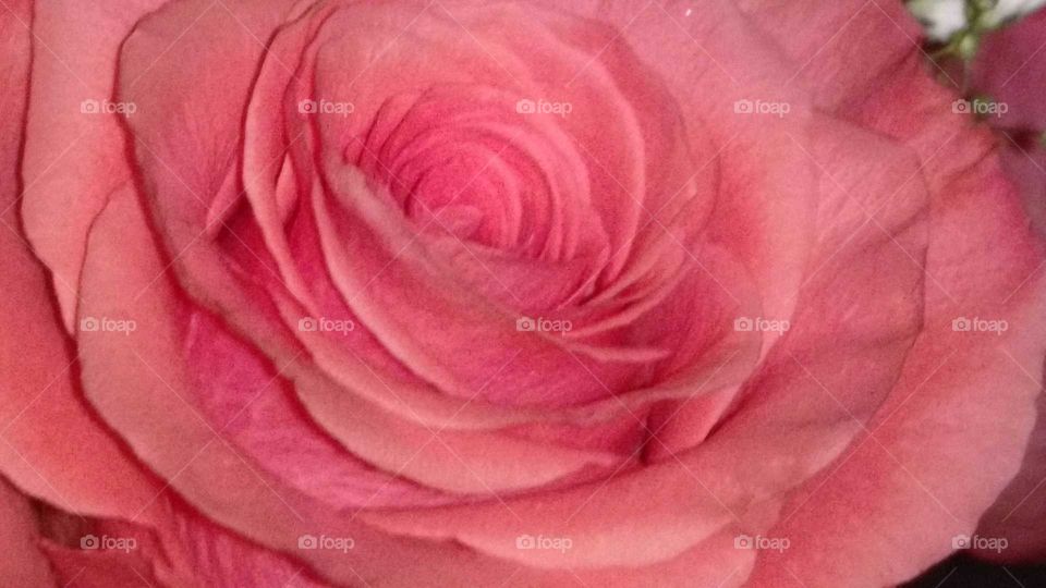 Rose, Flower, Petal, Pastel, Love