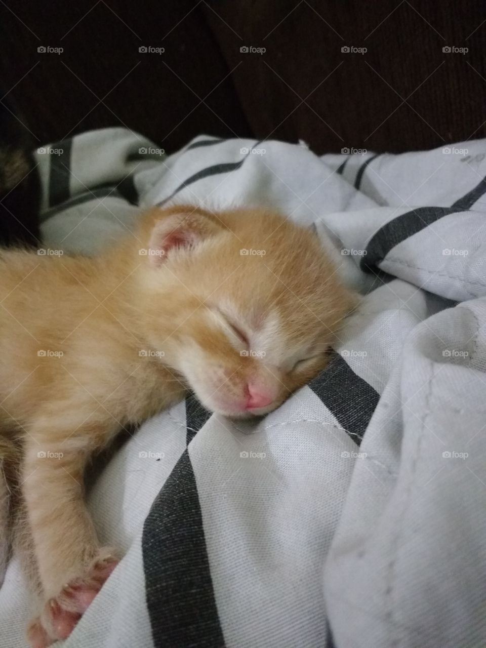 kitten sleeping