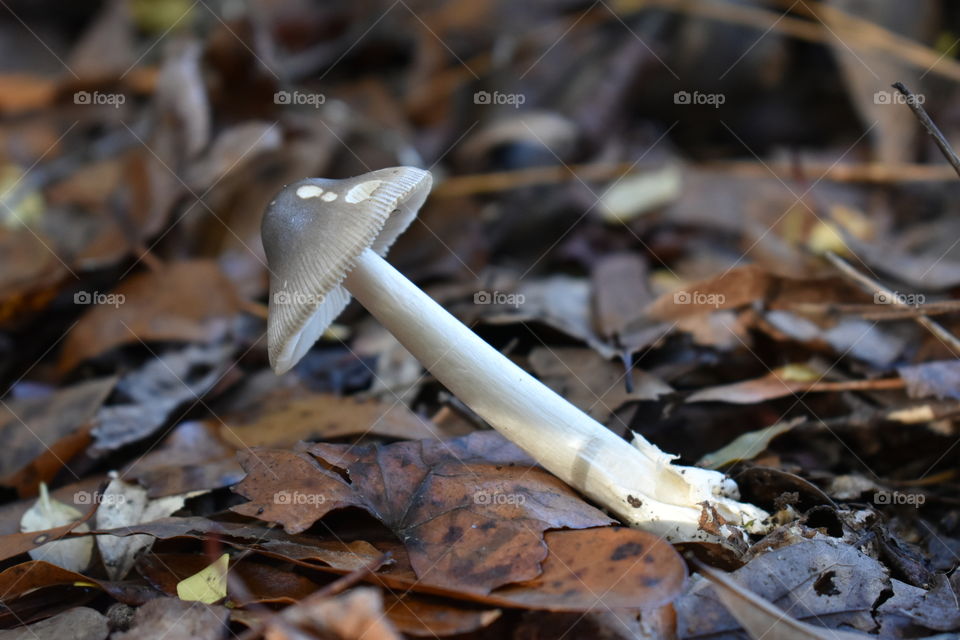 mushroom in the woods.