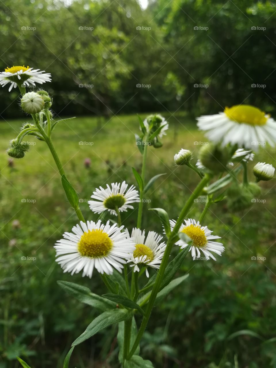 Camomile