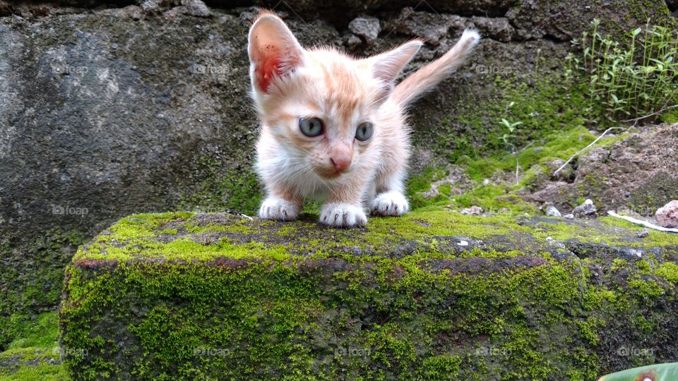 Small kitten on rock