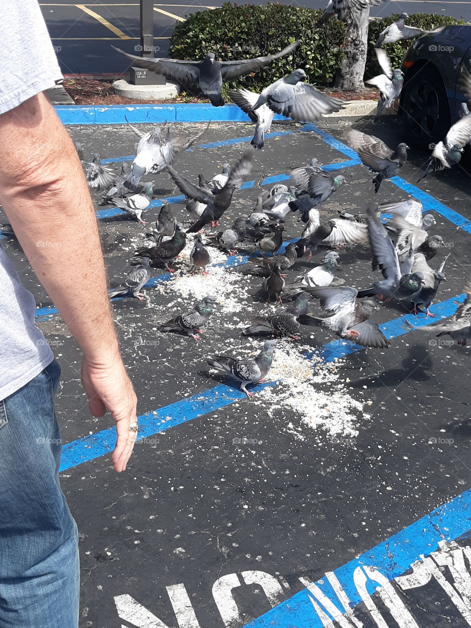 Pigeons Scatter