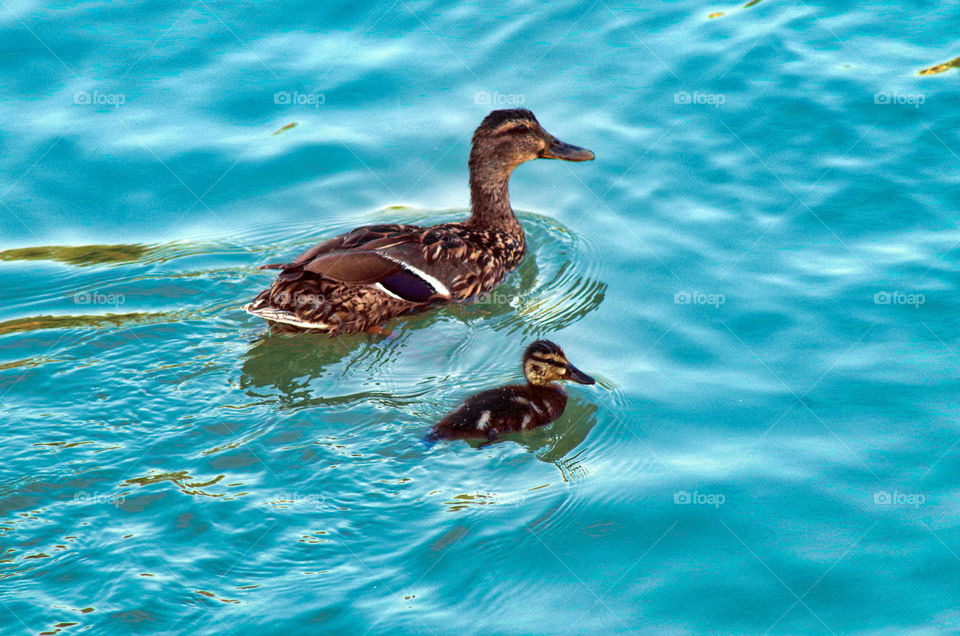 mother and daughter duck