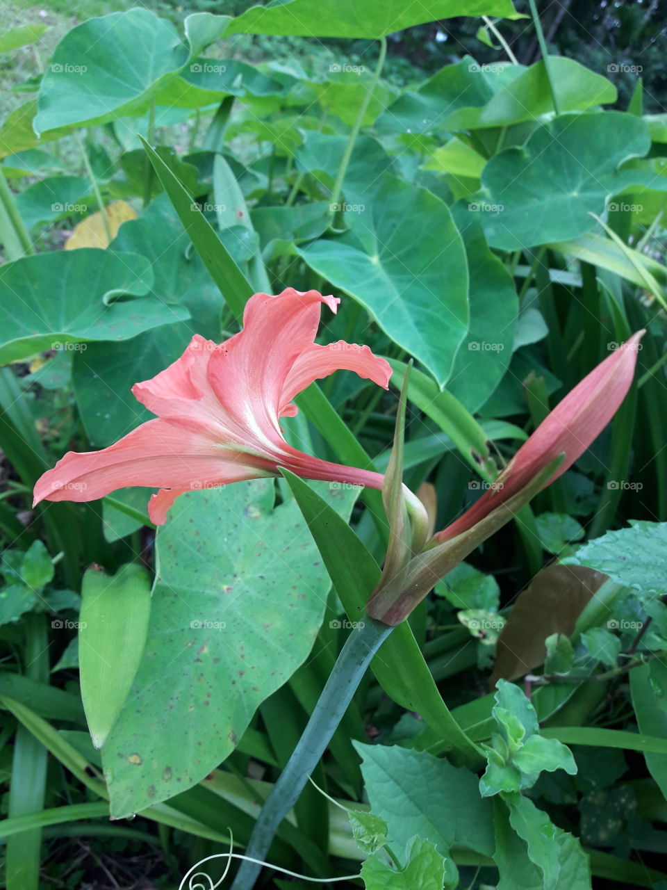 Amaryllis Lily flower