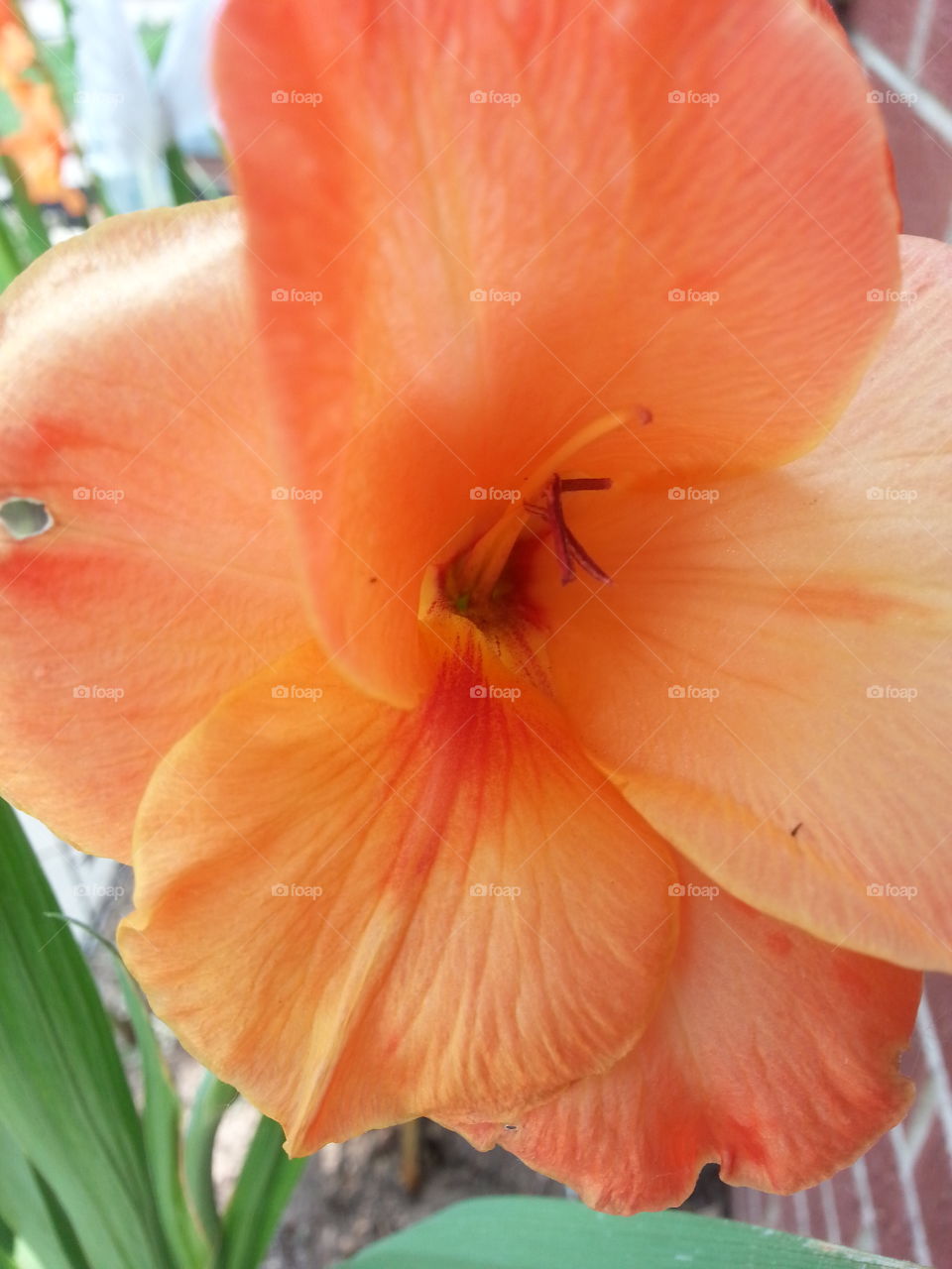 Peach/Orange Flower