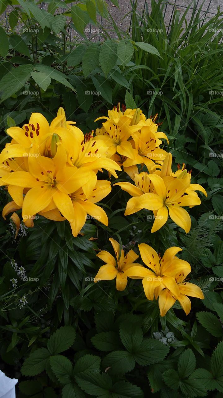 Yellow Lilies. These lilies really like where they're planted.  They're multiplying quickly.