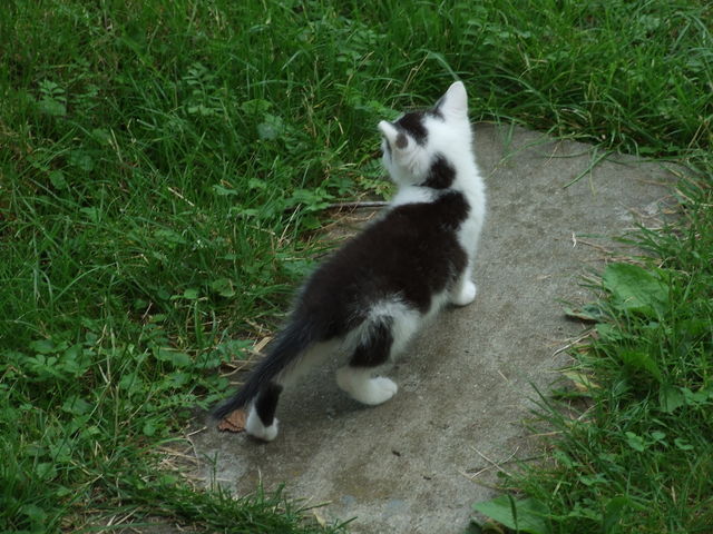 cat