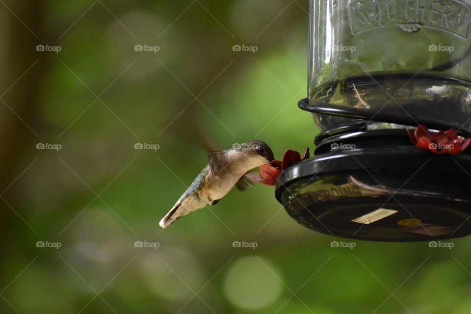 Hummingbird drinking from feeder on summer afternoon 