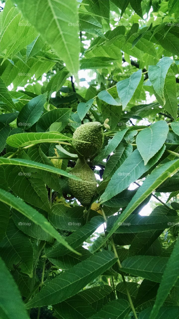 nuts. hickory nut tree