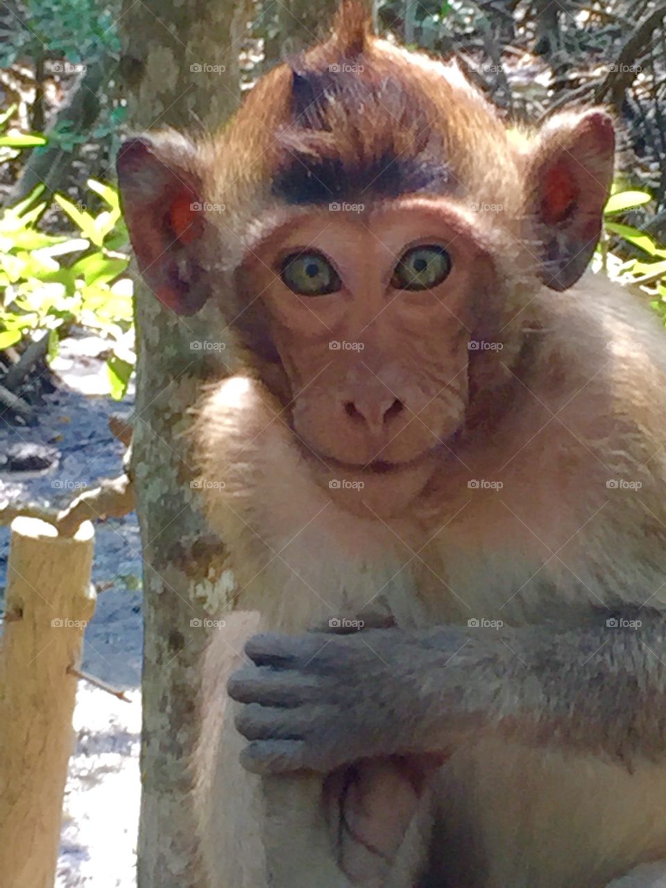 Monkey . Monkey wait