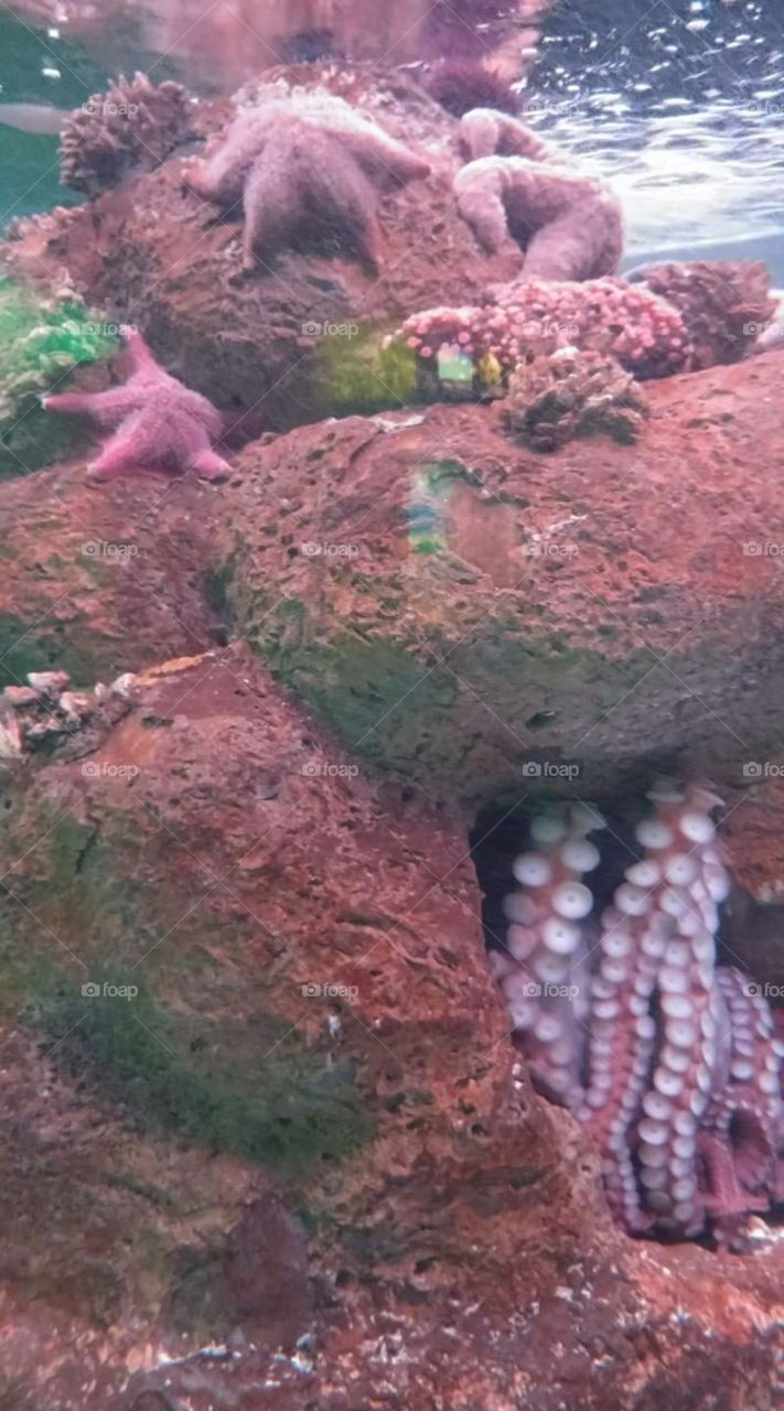 Reef with octopus