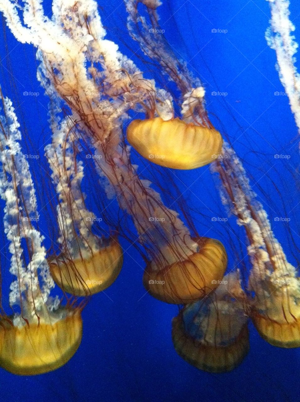 Jelly Fish in Motion