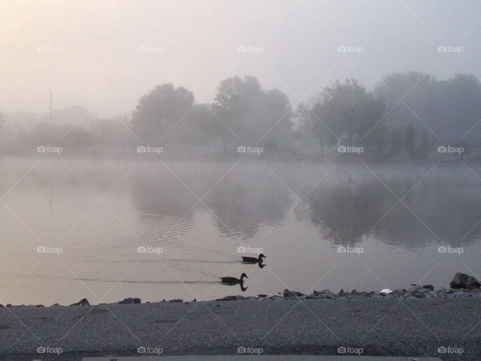 Foggy morn