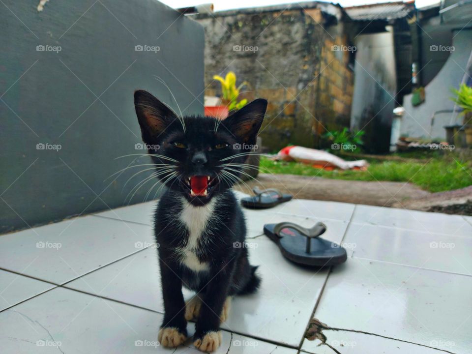 Kitten facial expressions