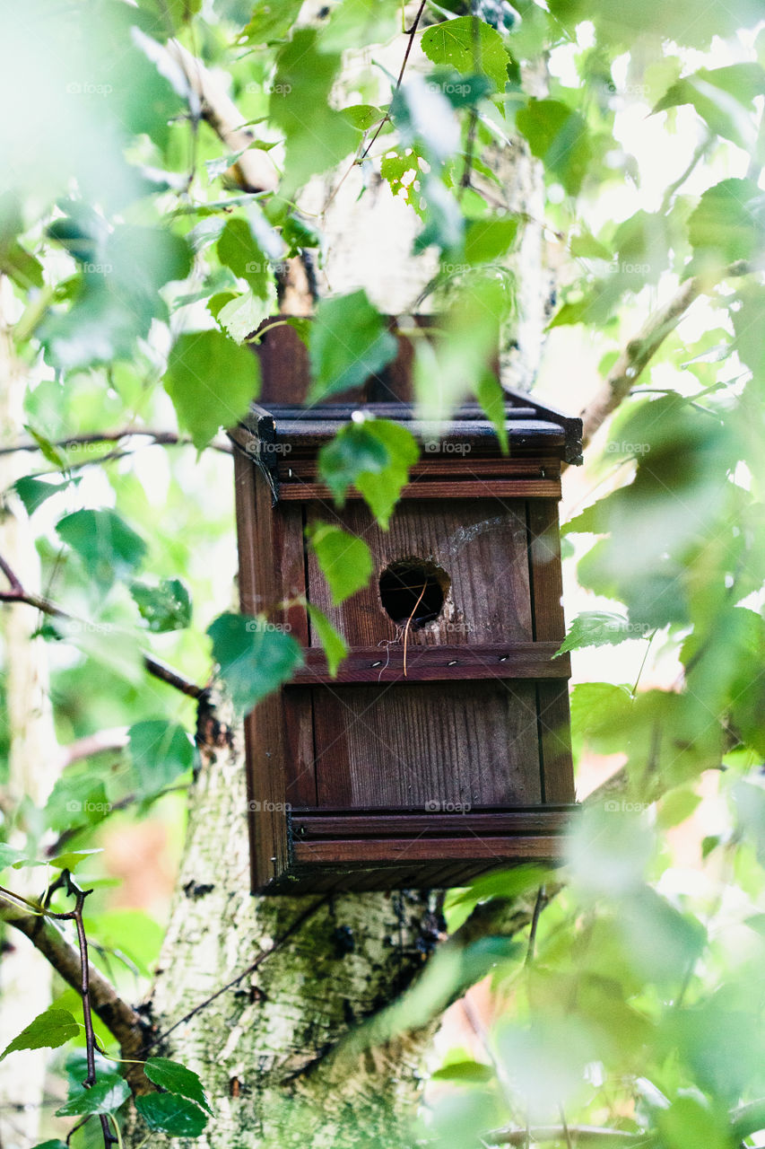 Bird house on a tree among the green leaves in springtime. Shelter and feeder for birds. Wildlife close to human. Copy space room for text