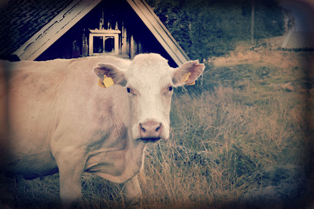Cow