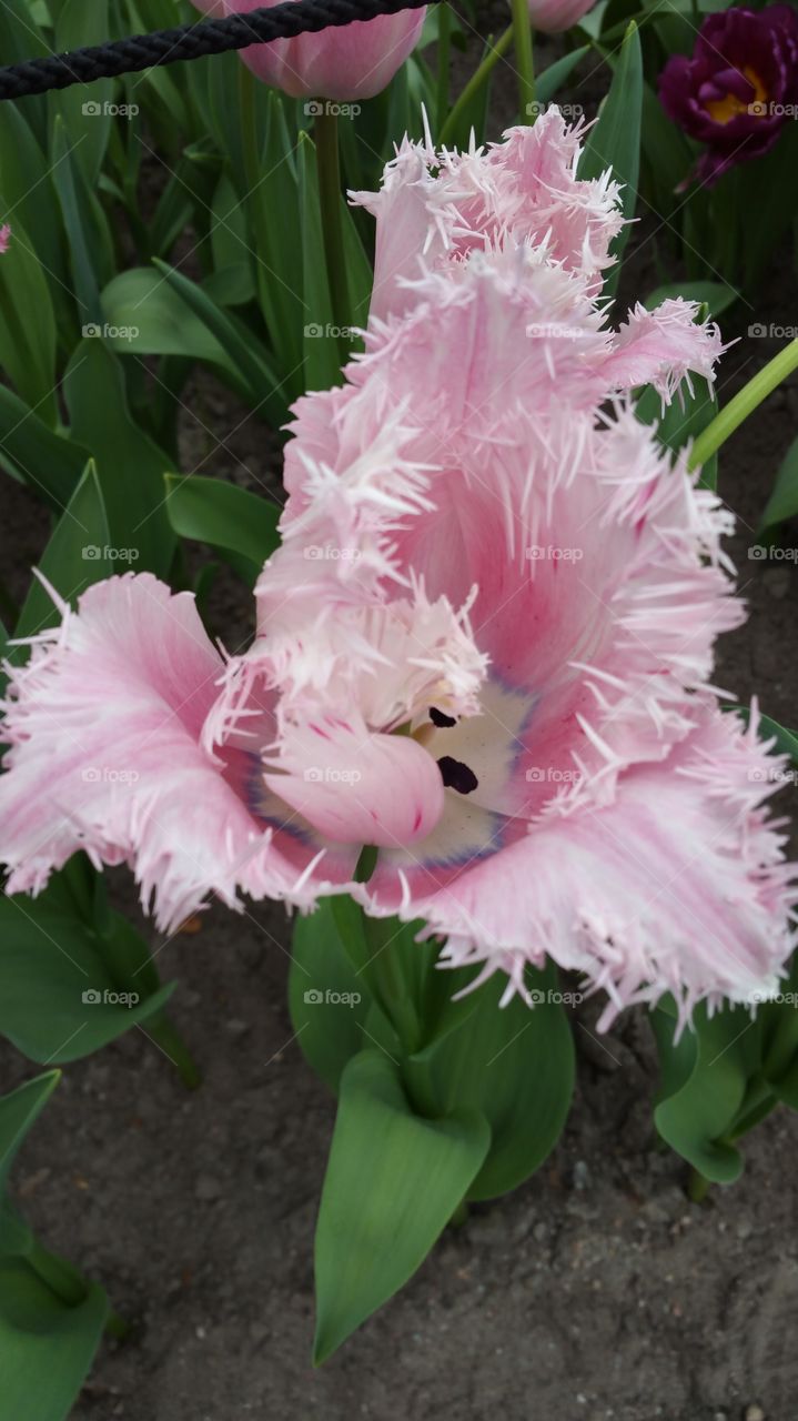 Floral Closeup
