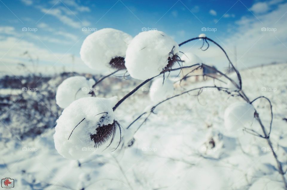 White Flower