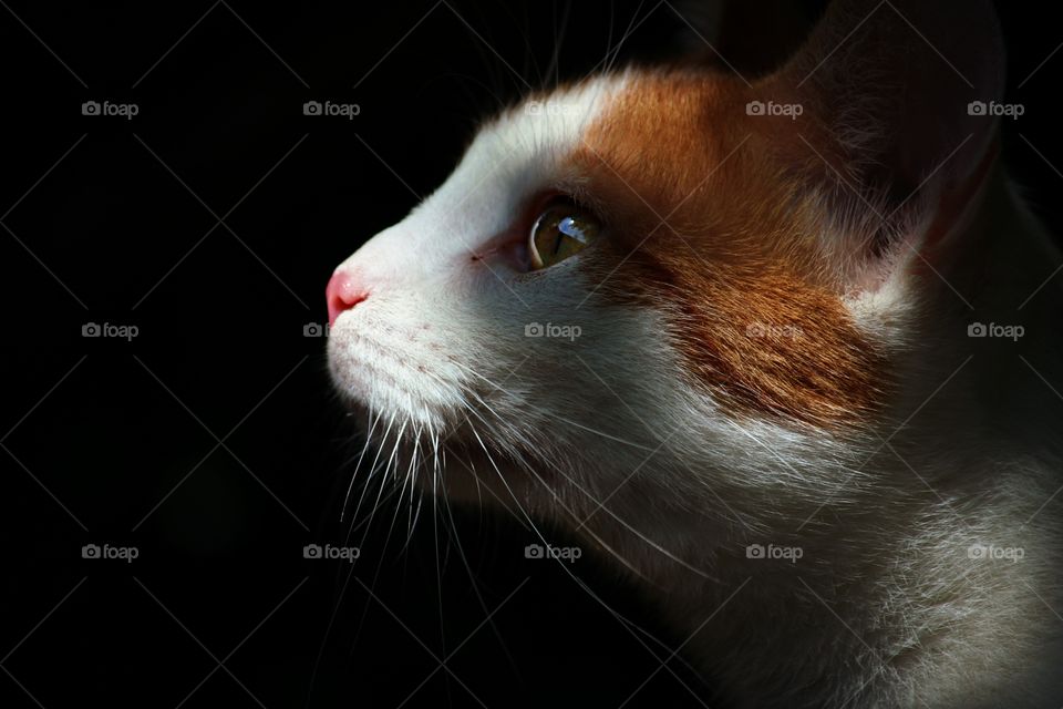 Portrait of a cat