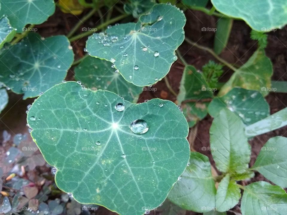 raindrops on the leaf