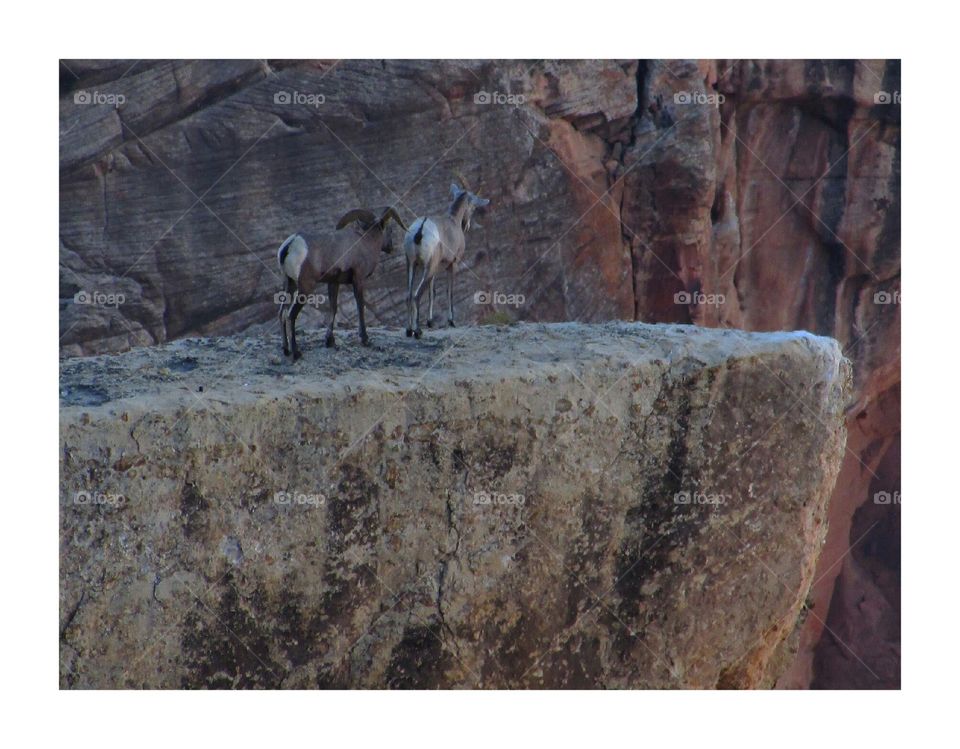 Grand Canyon wildlife