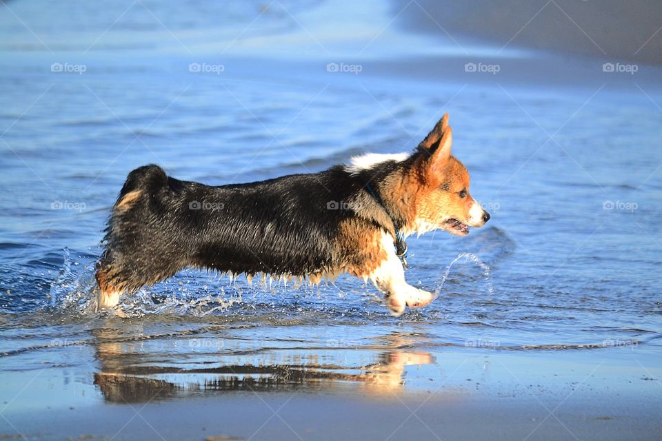 Dog running in beach