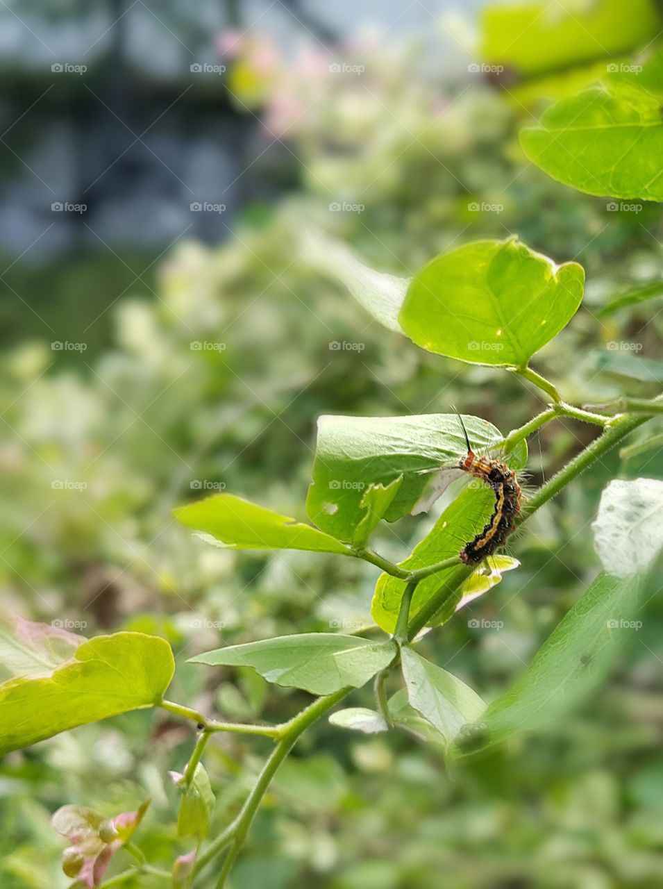 Caterpillar on plant