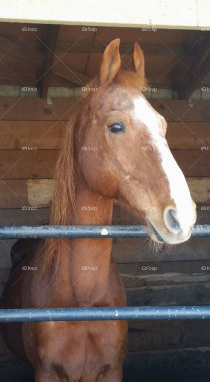 American Saddlebred Horse