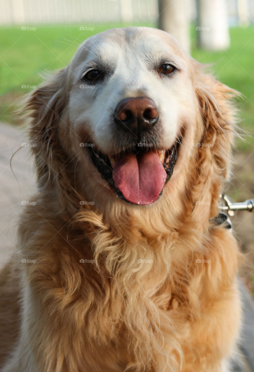 Golden Retriever