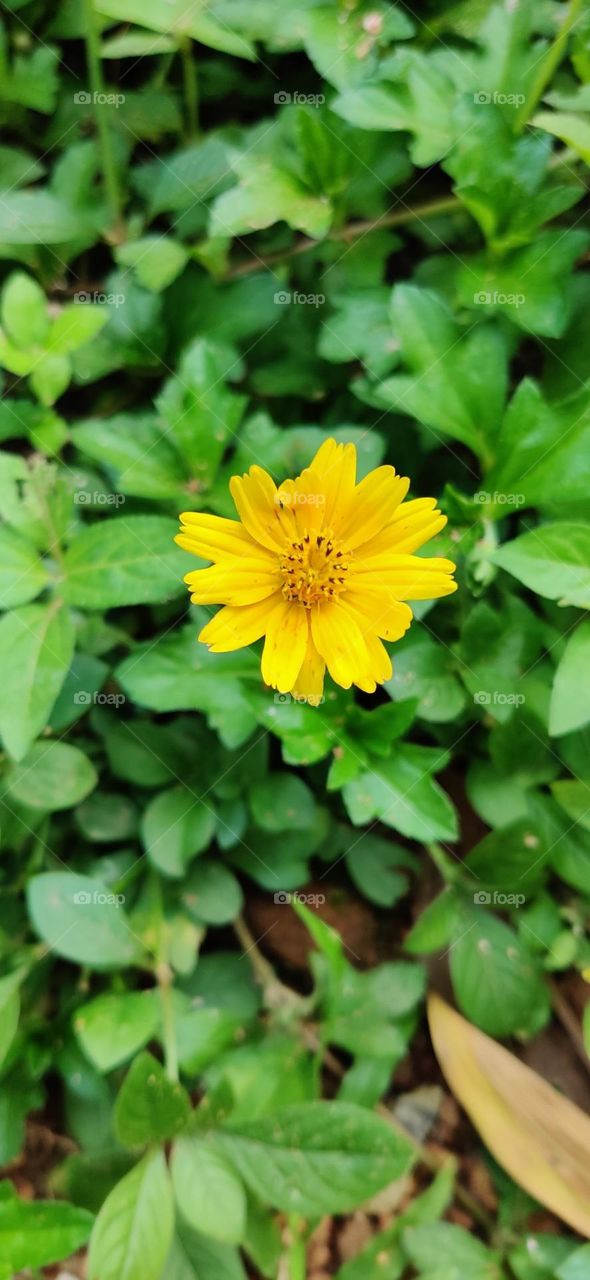 Lone Yellow flower in the midst of greenery