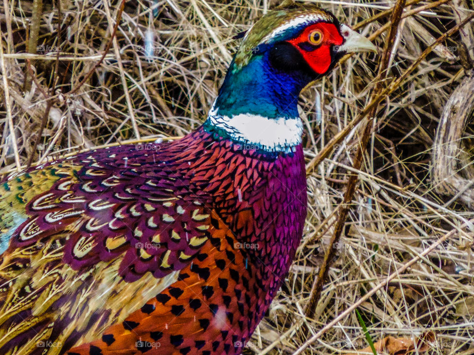 Pheasant