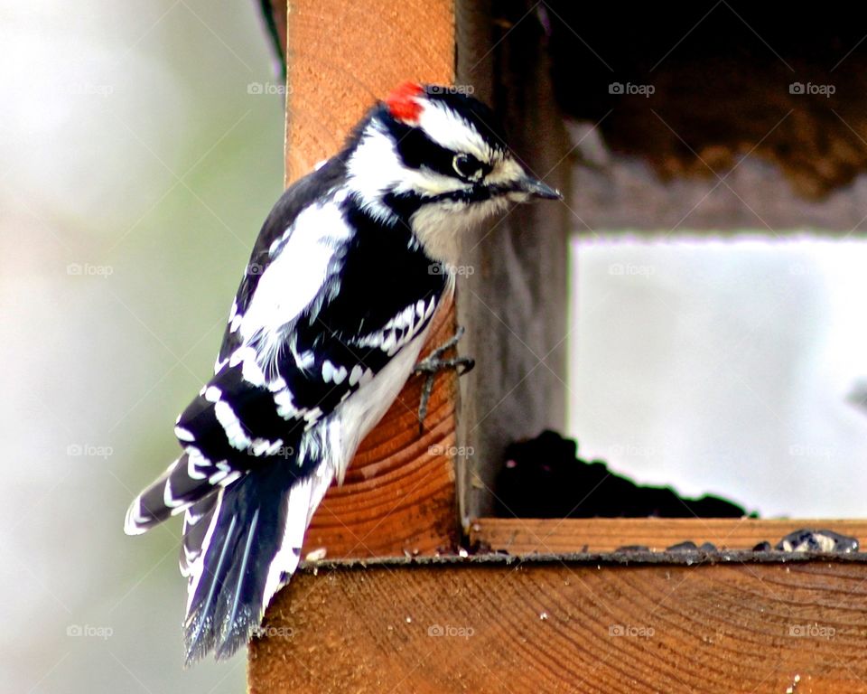 Downy Woodpecker 