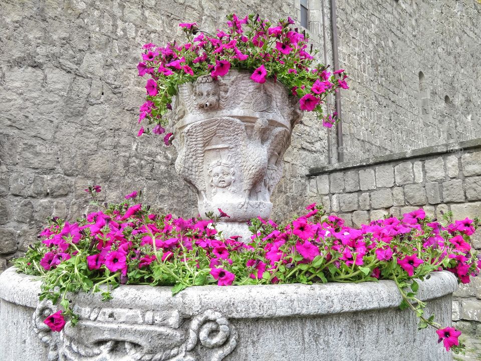 violet composition in a old castle  flowerpot - Italy