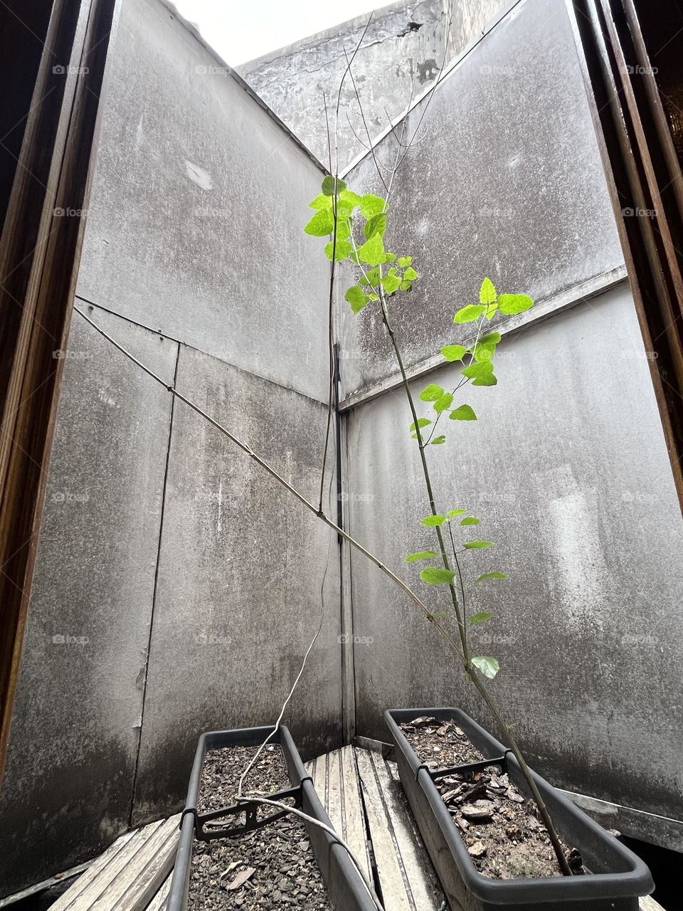 a tree growing in  a small corner of an apartment 