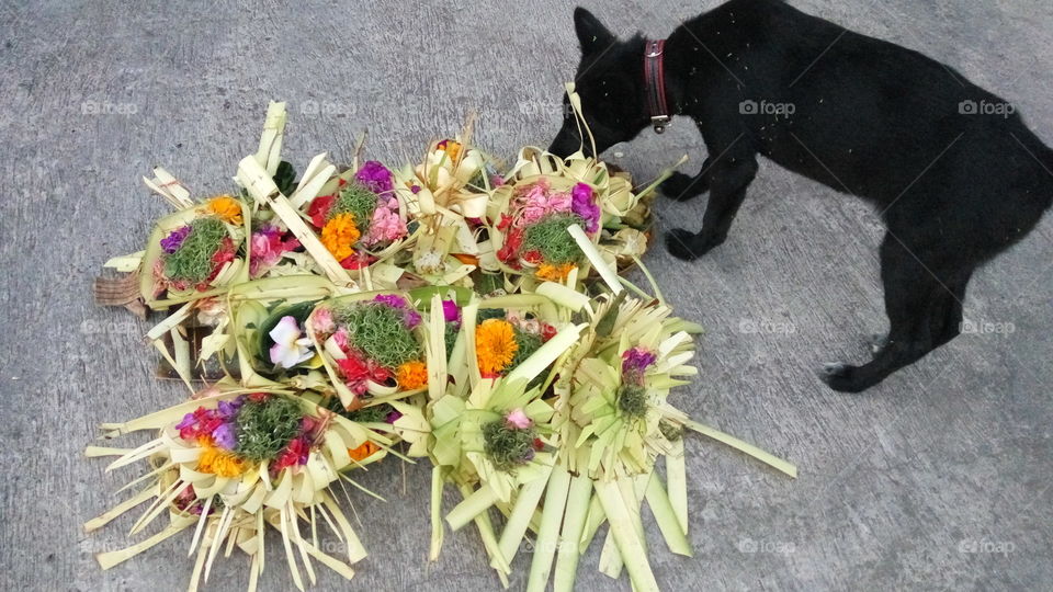 Panoramic view of dog with bouquet