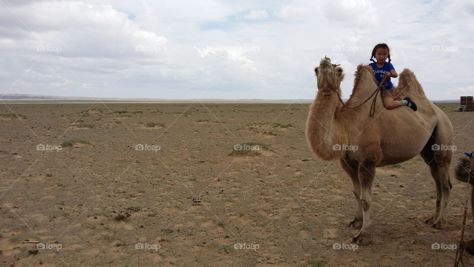 Desert, Camel, Mammal, Travel, No Person