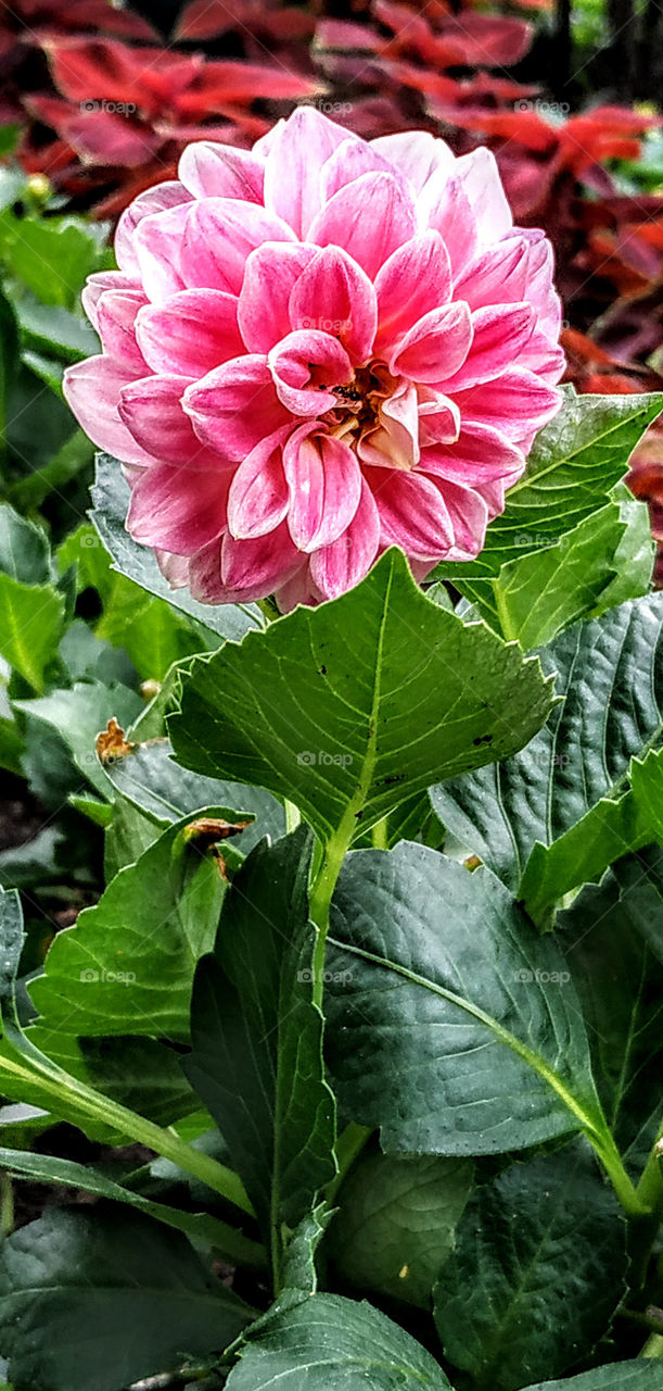 Smile of the queen of roses ... (Lithuania, July, 2019).