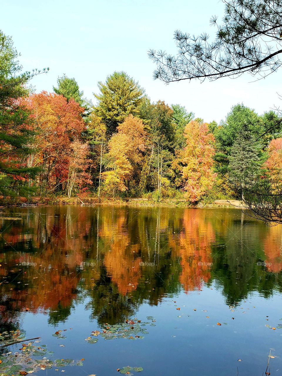 fall reflection: pine