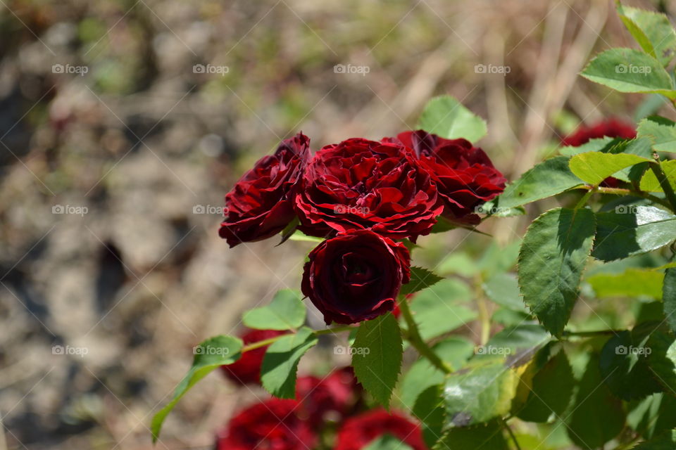 Red roses