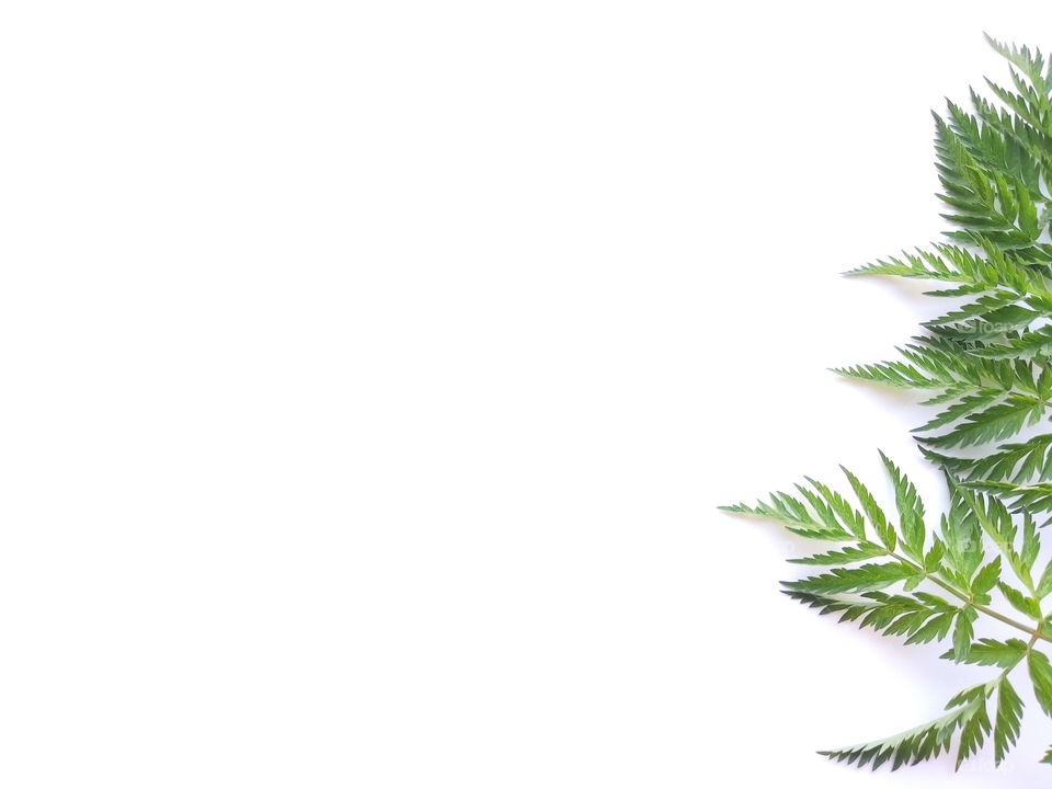 листья на белом фоне.