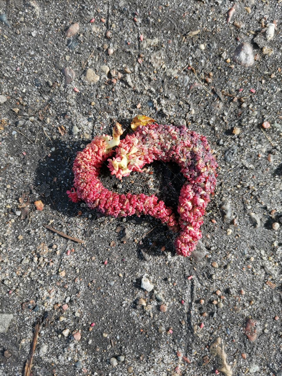 Blossoms of a poplar tree form a heart shape