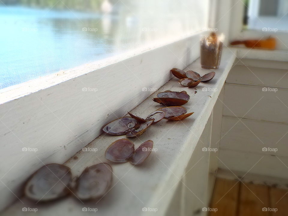 Clam shells sitting on ledge of screened porch at lake house