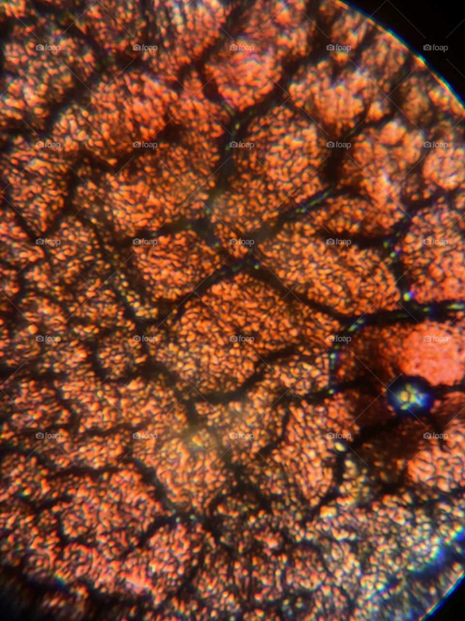 This is a drop of blood viewed with a microscope, it looks really cool and plus it looks kind of weird with all the lines passing threw them