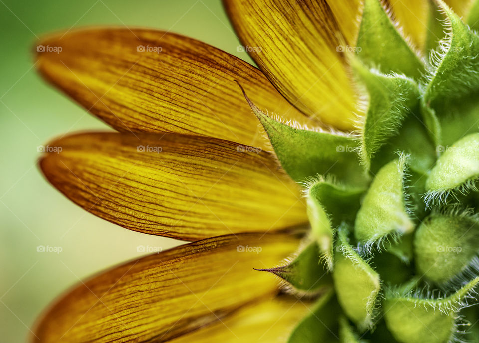 Back of Sunflower macro 