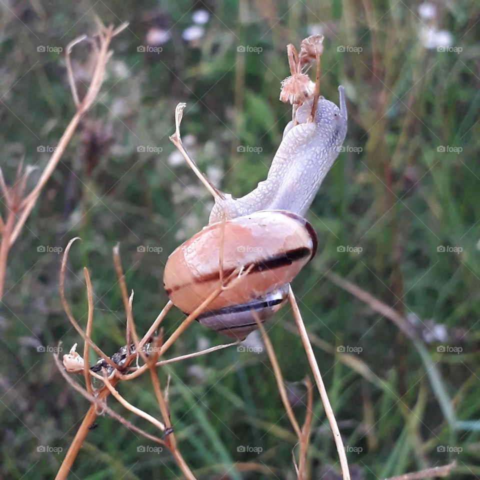 brown shell snail on dry twigs in the morning