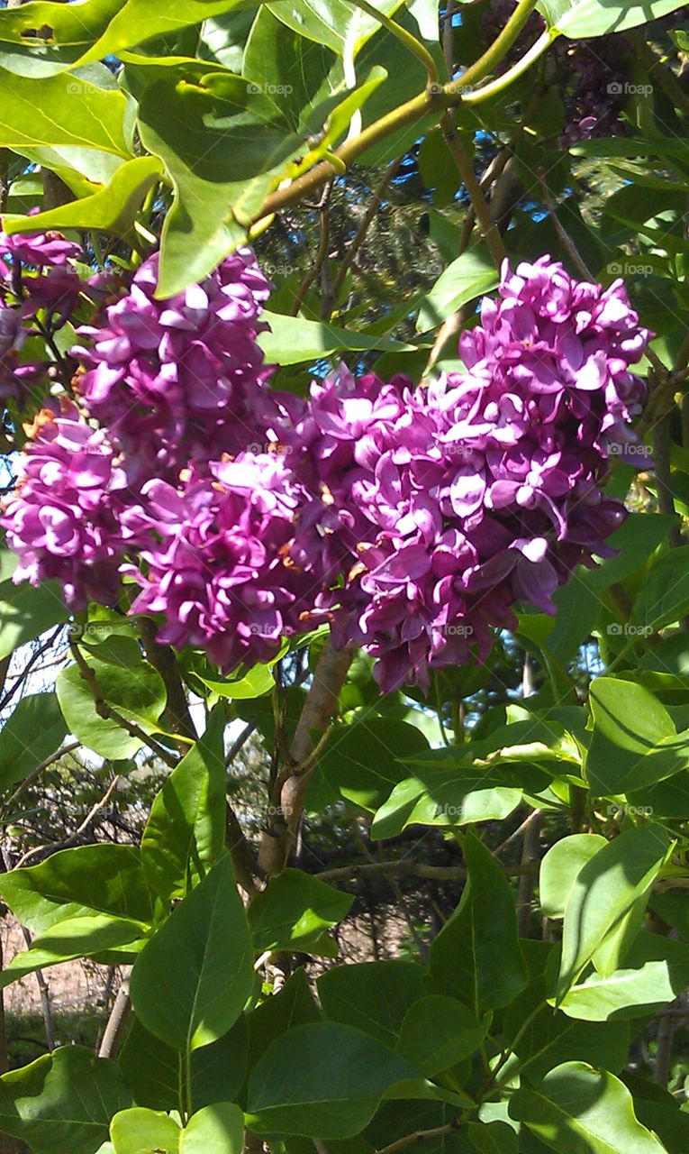 lilacs. Flowers in a garden while house hunting