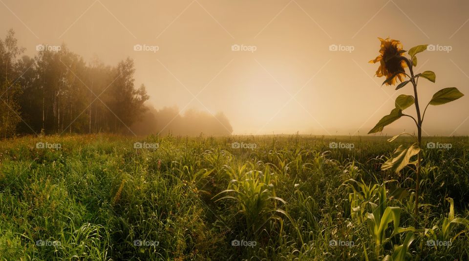 Autumn landscape with sunflower at sunrise