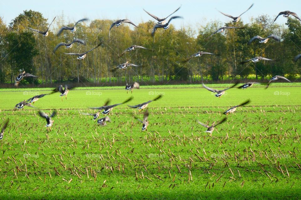 abfliegende Graugänse