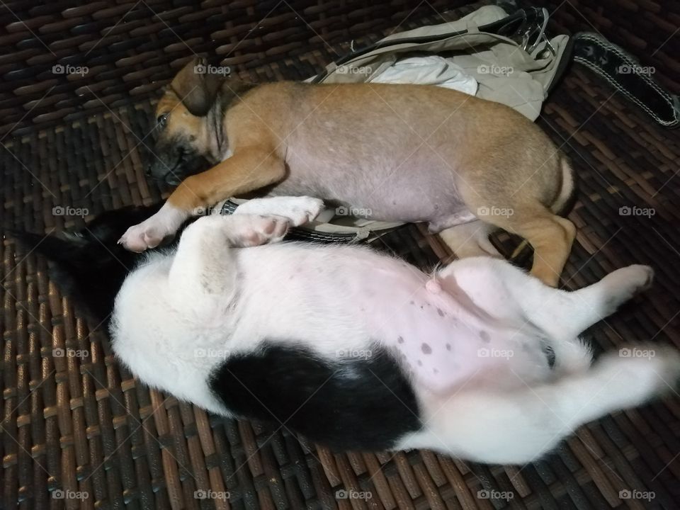 The 2 puppies are sleeping