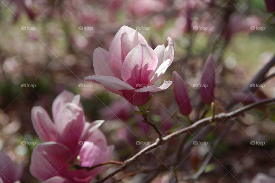 Magnolia Blossom . Close up of Magnolia Bloom
